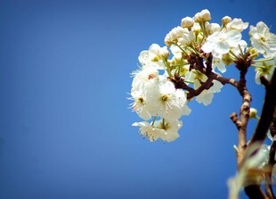 枝头绽放的梨花
