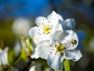 洁白梨花绽放