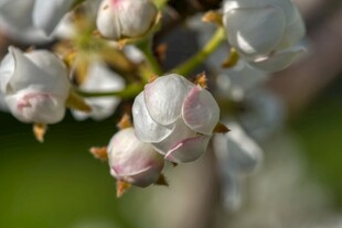 含苞待放的梨花