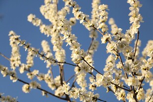 枝头梨花绽蓝天