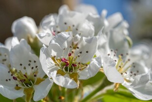 洁白梨花绽放枝头