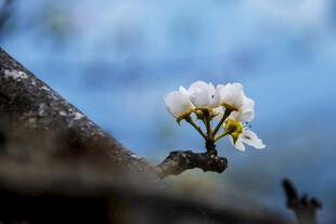 枝头绽放的梨花