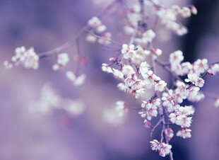 梦幻梨花