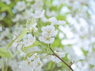 洁白梨花绽放枝头