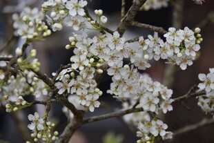 枝头梨花