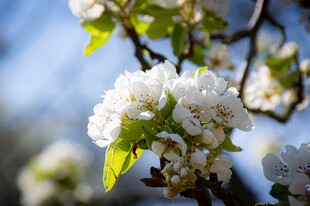 枝头绽放的梨花