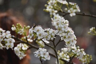 枝头绽放的梨花