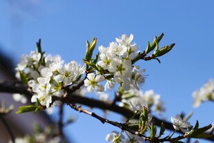枝头绽放的梨花