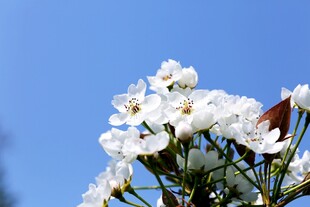 蓝天映衬下的梨花