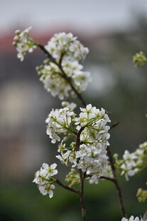 梨花