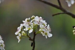 枝头绽放的梨花