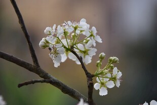 枝头绽放的洁白梨花