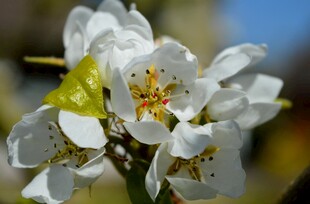 洁白梨花绽放枝头