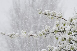 雪中绽放的梨花