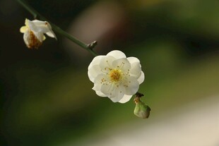 洁白梨花