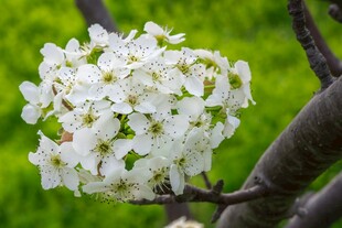 枝头绽放的洁白梨花