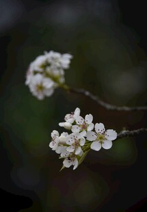 枝头绽放的梨花
