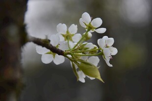 枝头梨花
