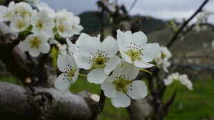 枝头绽放的洁白梨花