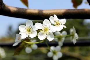 枝头绽放的洁白梨花