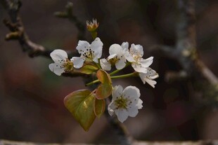 枝头绽放的洁白梨花