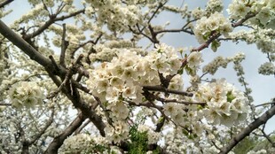 枝头梨花绽放