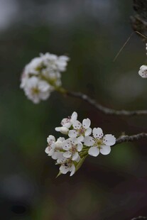 梨花