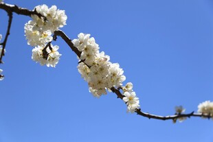梨花