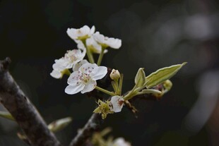 枝头绽放的梨花