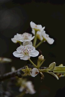 枝头绽放的梨花