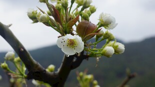 枝头绽放的洁白梨花