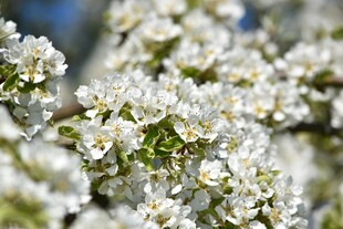 洁白梨花绽放枝头