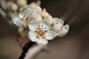 枝头绽放的洁白梨花