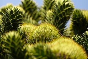 刺状植物特写