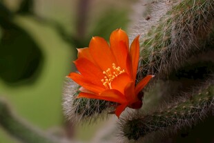 鲜艳仙人掌花绽放