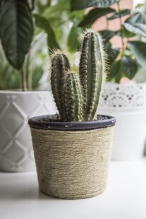 简约风盆栽仙人掌摆件