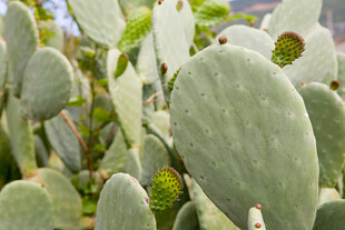 翠绿仙人掌植物特写