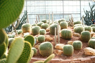 温室中的多样仙人球