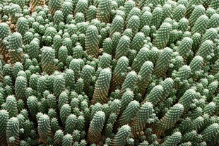 密集生长的绿色多肉植物