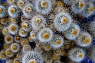 密集绽放的白色仙人掌花