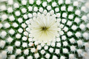 白色花朵特写梦幻纹理