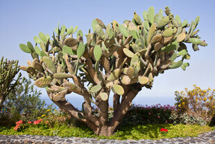 大型仙人掌植物景观