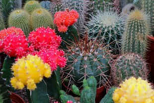 多彩仙人球花卉展示
