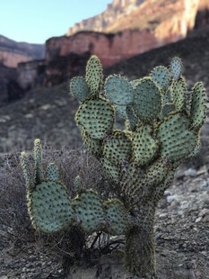 沙漠中的多刺仙人掌植物