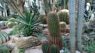 多样仙人掌植物景观