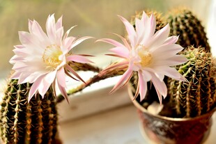 仙人球绽放的柔美花朵