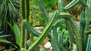 繁茂仙人掌植物景观