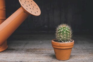 陶盆仙人掌与橙色喷壶