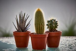 三盆仙人掌盆栽展示
