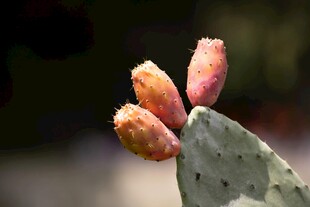 仙人掌上的粉嫩果实